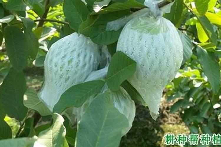 番石榴怎么施肥 番石榴施肥技巧总结