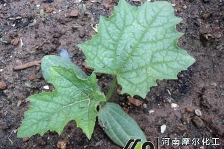 常见的氮肥、磷肥、钾肥、复合肥有哪些……