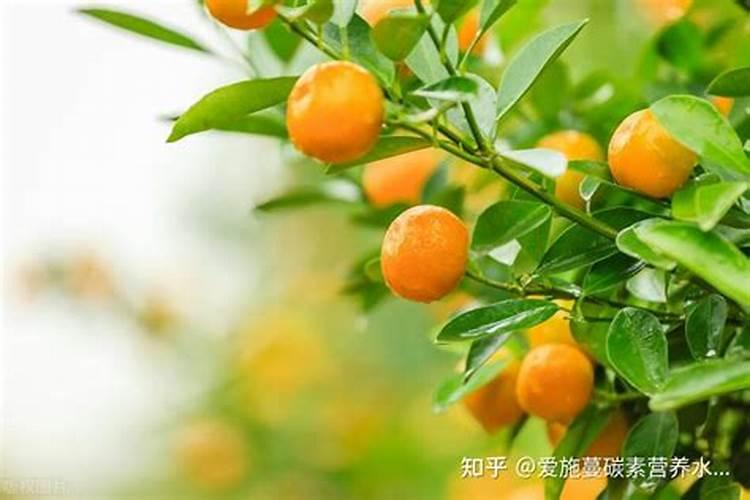 地瓜早上施肥还是下午施肥最好？