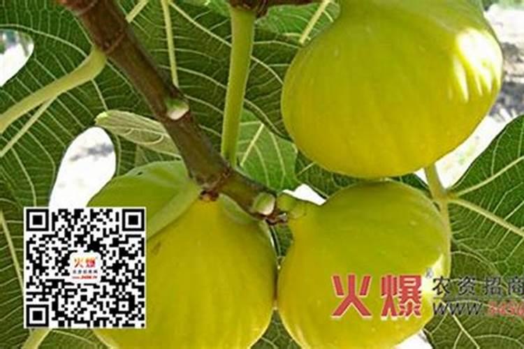 赤霉素对人体有害吗？