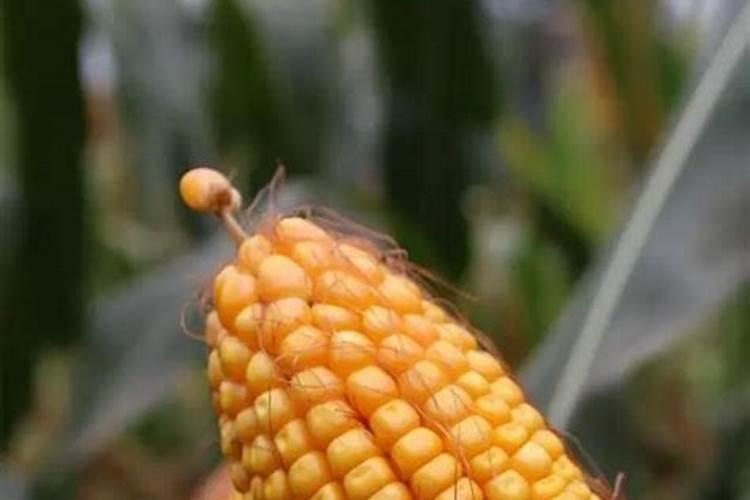 苹果树用什么肥料进行追肥