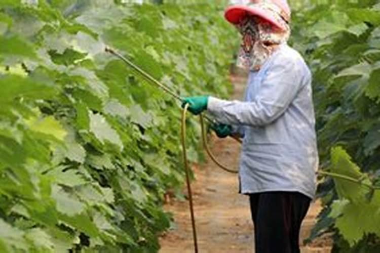 叶面肥和农药混用时需要注意哪些问题？