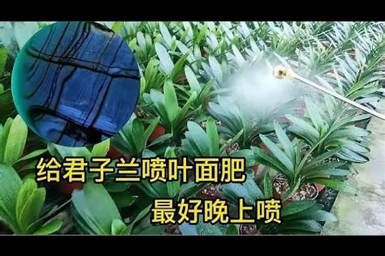 君子兰喷叶面肥都有哪些讲究