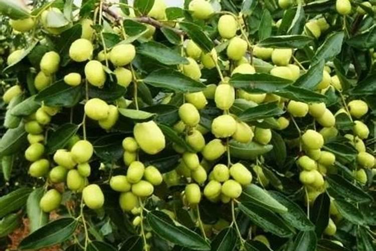 种植枣树时,在管理上有哪些需要注意的问题？