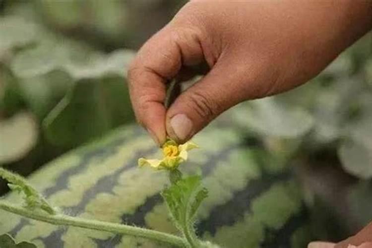 磷肥对植物起什么作用？