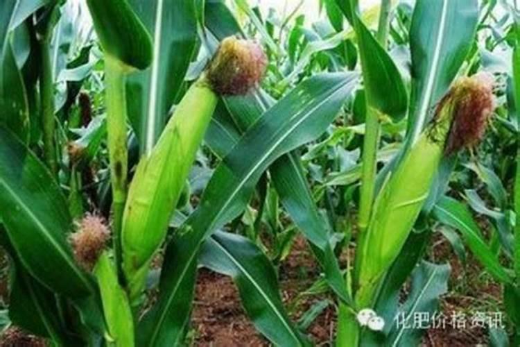 史丹利硫酸钾17烧苗吗？