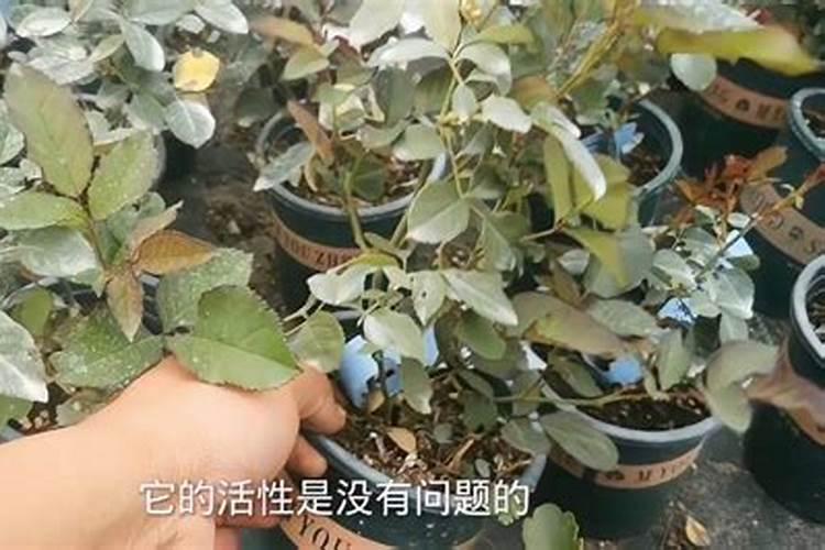月季怎么施肥 月季施肥方法
