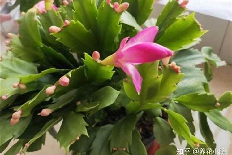蟹爪兰有花苞施什么肥好