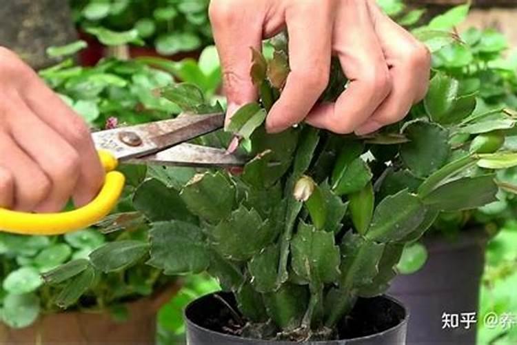 蟹爪兰有花苞施什么肥好