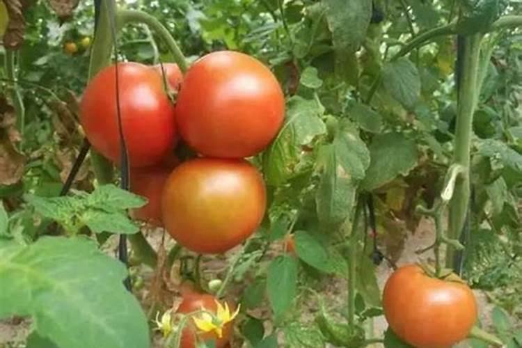 花生开花期要施什么肥