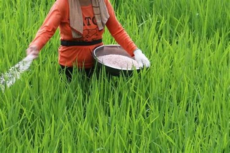 尿素一亩地施多少公斤