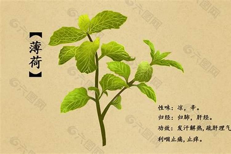 100g薄荷中的营养成分 (水,纤维素,F微量元素)