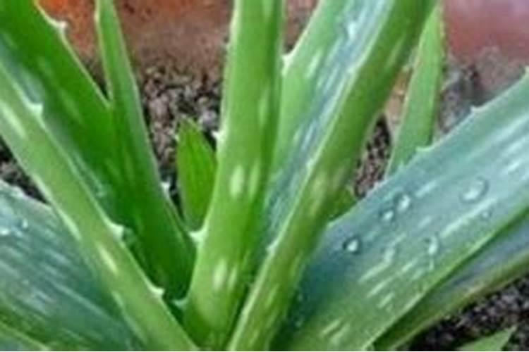 莲雾新苗种植多久才能结果