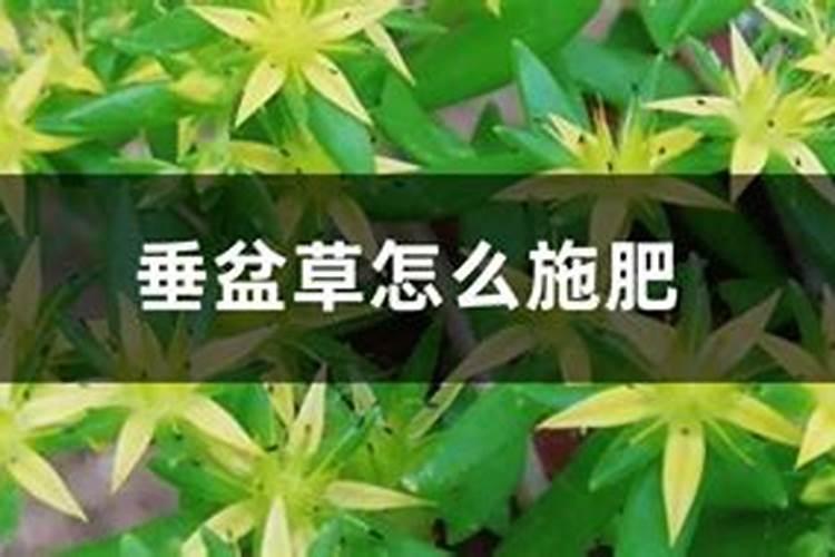 平时要如何养护垂盆草