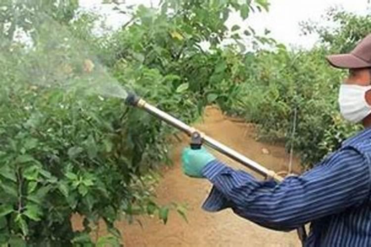 多肉各个时期的浇水方法~亲测有效,拿走不谢!