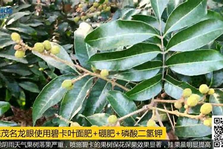 南瓜在挂果期喷施叶面肥会导致掉果吗