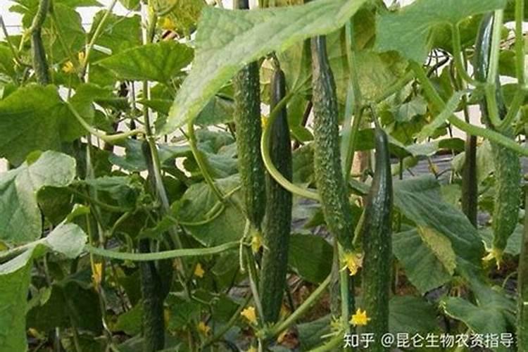 保花保果叶面肥最佳配方