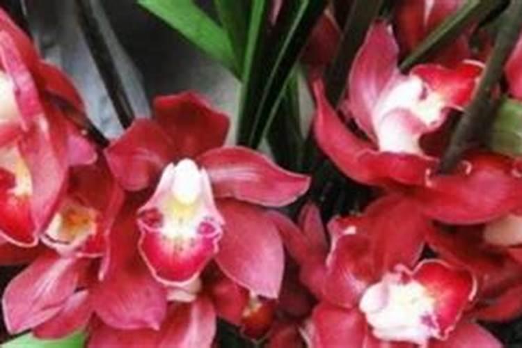 大叶蕙兰花怎么养护管理