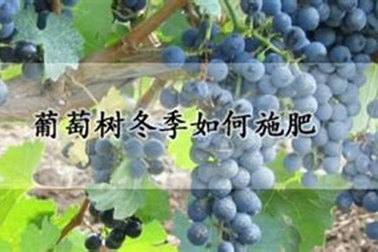 葡萄树冬季如何施肥
