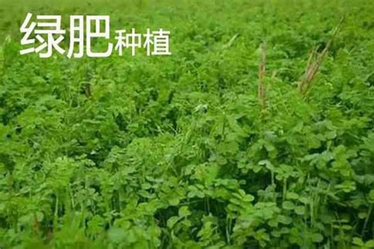 种植玉米用什么肥料最好