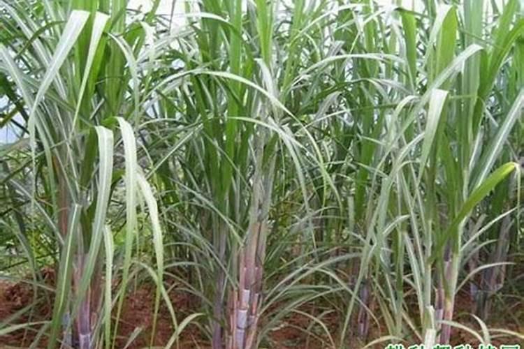 种植甘蔗用什么肥料最好