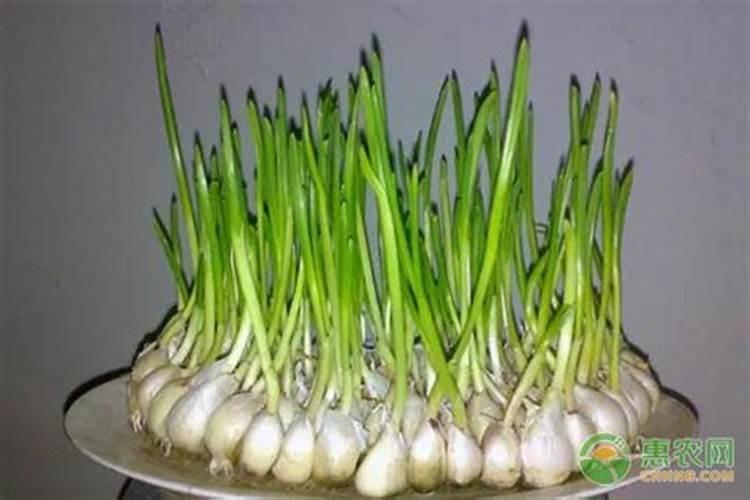 蒜苗种植需要用哪种肥料？施什么肥能让幼苗长势旺？