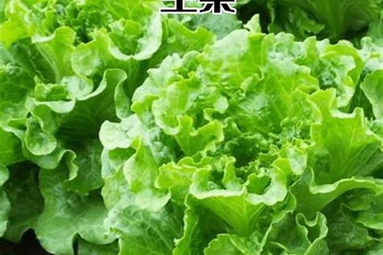 莴笋用什么肥料好