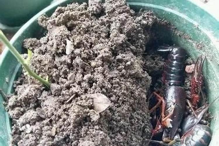 把鱼埋在花盆里当肥料可以吗？