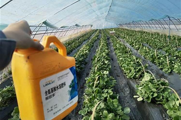 含氨基酸水溶肥料作用