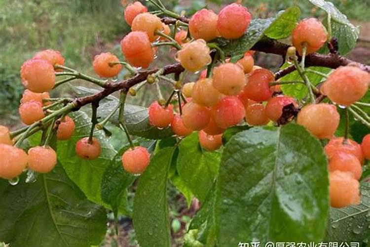 树干增粗的几种方法