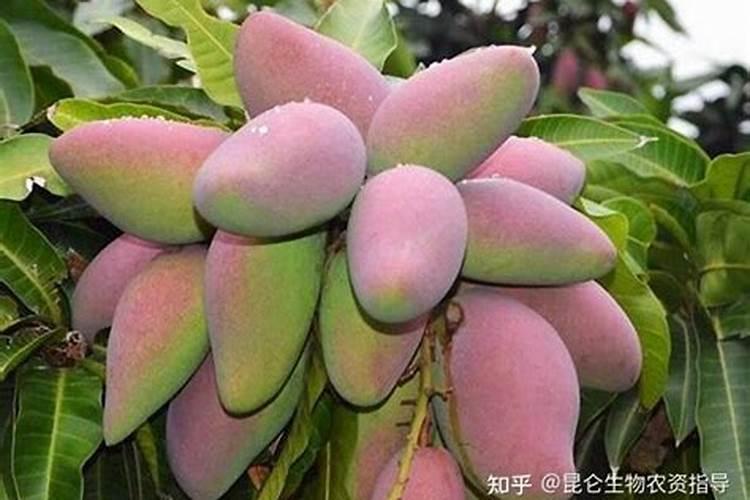 芒果膨大的方法是什么？需要给芒果打叶面肥吗？
