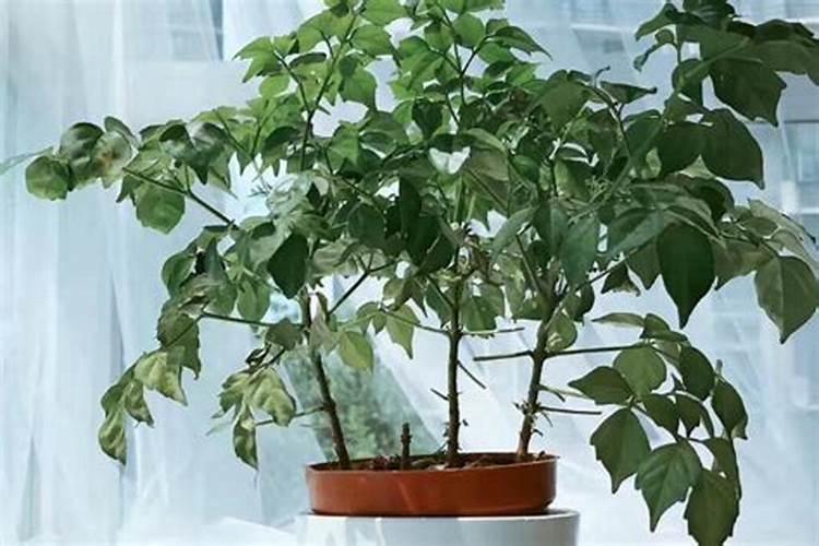 幸福树换盆后如何施肥,勤施淡肥/氮肥和钾肥最好