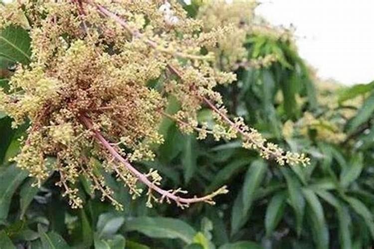 种芒果施什么肥