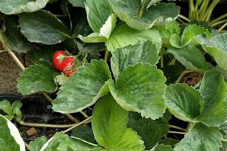 自家种植草莓应该用什么肥料,什么时候施肥好
