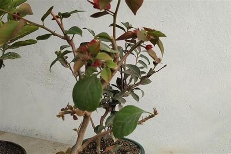三角梅开始发芽了,后续该怎么浇水施肥才能开花？