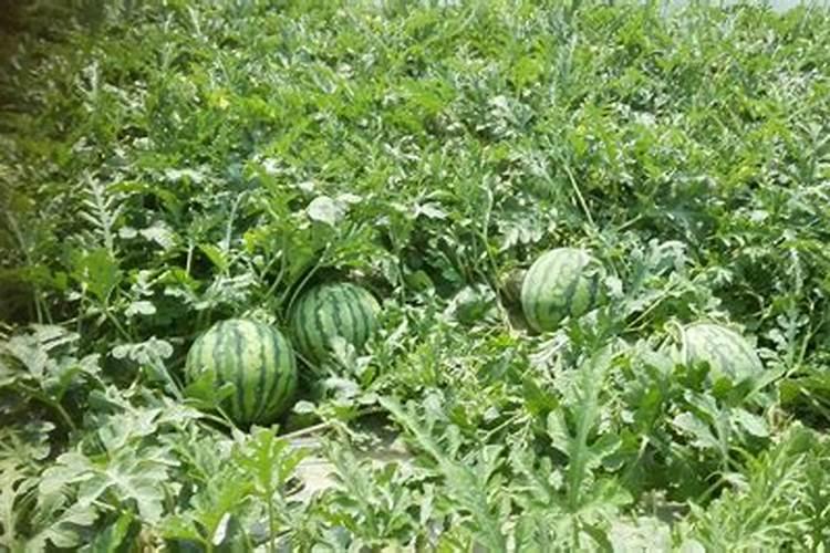 西瓜种植底肥用什么肥？