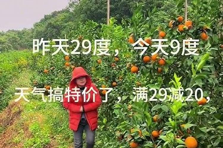 绿萝施肥方法,用什么肥好