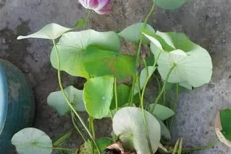 冬小麦春天的第一次施肥用什么肥料好