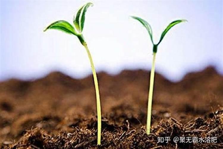 小麦追肥的时间应该怎样确定呢？肥料该怎么选？