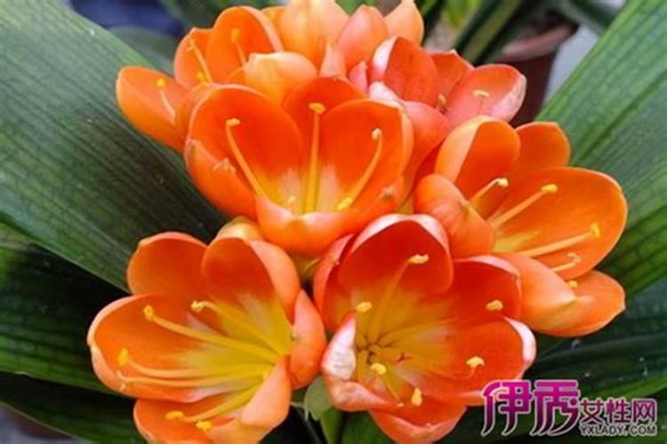 高锰酸钾多少钱一盒