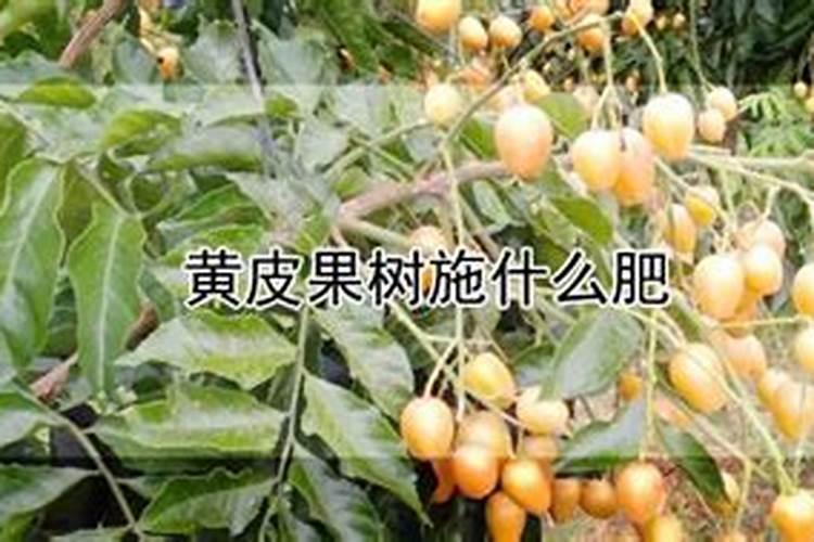 黄皮施什么肥最好