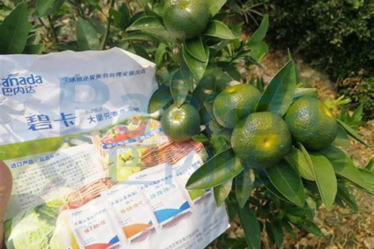 种柑橘用什么肥料最好