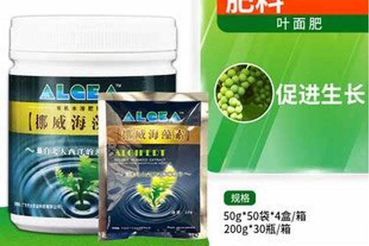白玉兰树的养殖方法和注意事项