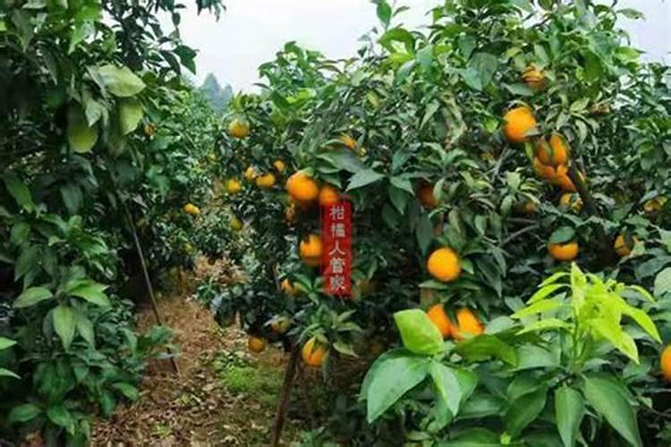 九月红和爱媛施什么肥料合适
