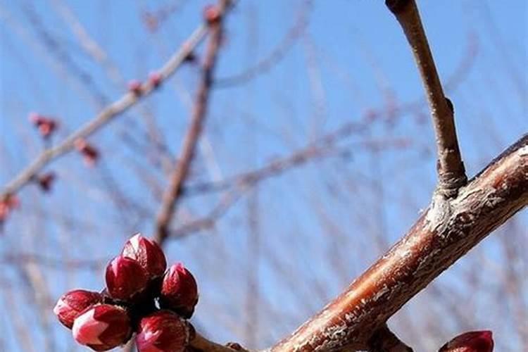 杏树落花落果原因是什么 怎么预防解决