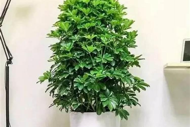 大樱桃“月子肥”用氮磷钾复合肥和中微量元素喂树,行不行？