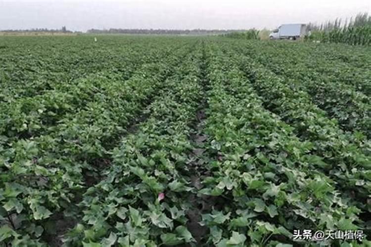 玉米田拔节期下大雨后能否在田间撒施尿素？
