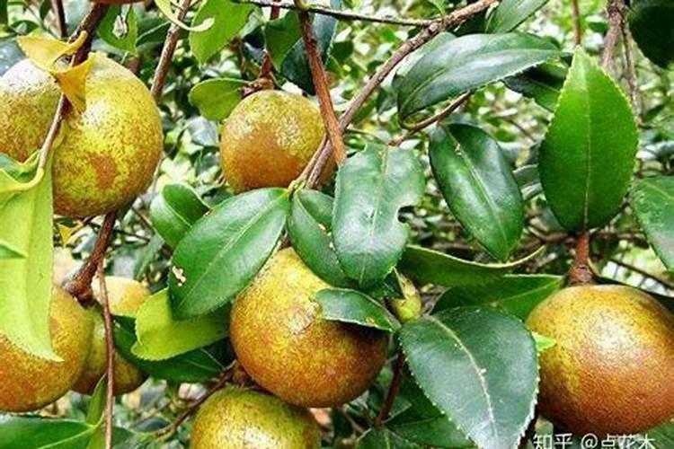 含油植物含油量排名