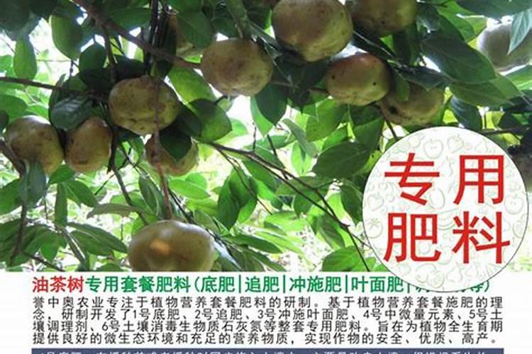 山茶油种植相关问题请教高手!