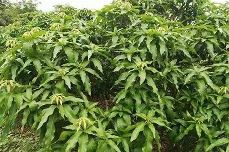 锯下来的芭蕉叶能做肥料吗？